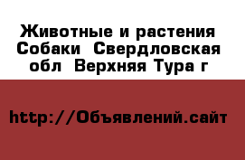 Животные и растения Собаки. Свердловская обл.,Верхняя Тура г.